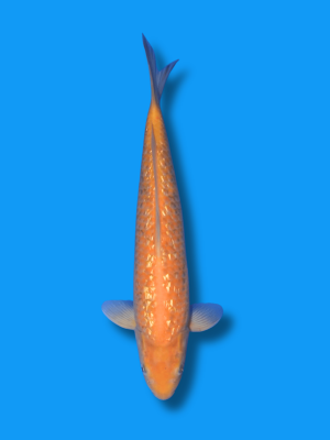 Ginrin Karashigoi | Koi&Co.